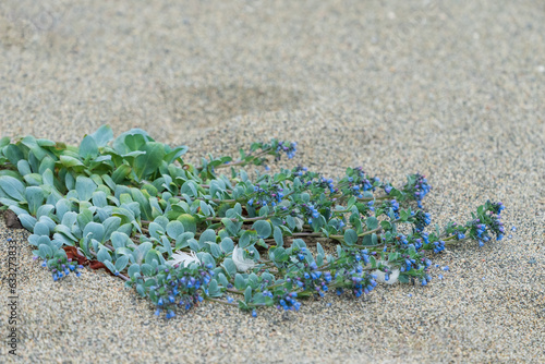 Mertensia maritima plant photo