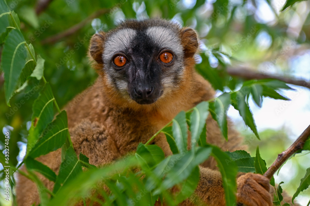 Naklejka premium Common brown lemur, Madagascar nature