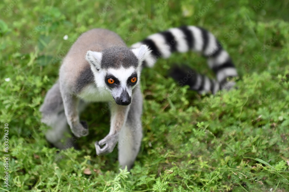Obraz premium Wild ring-tailed lemur (Lemur catta), Madagascar
