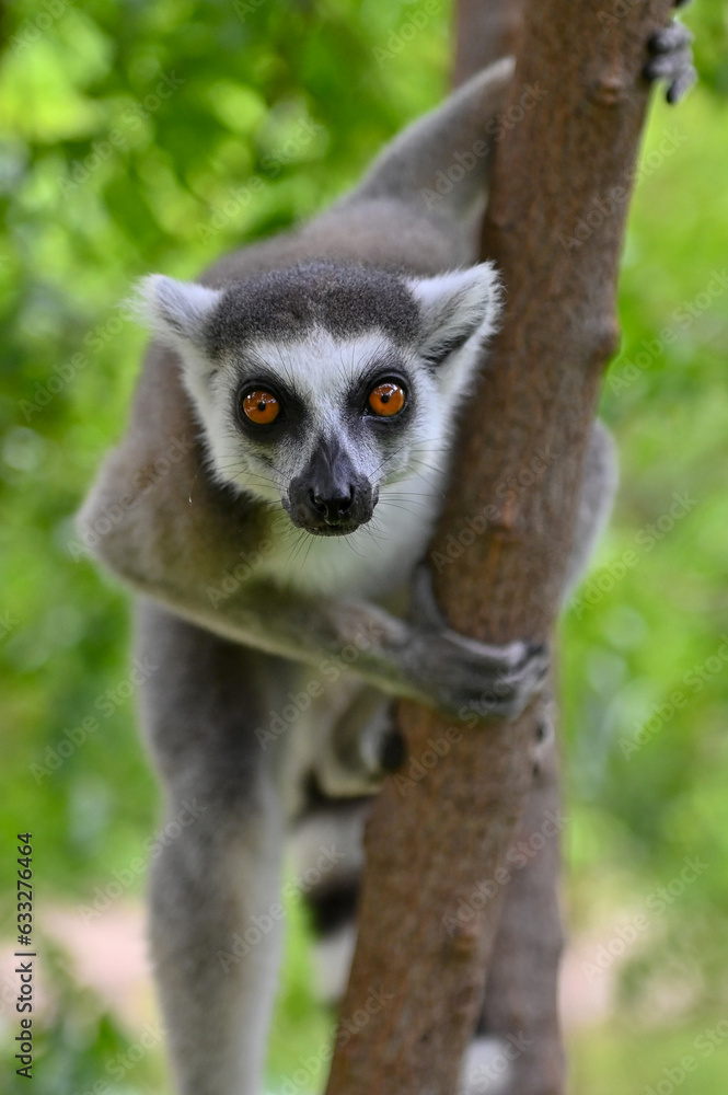Fototapeta premium Wild ring-tailed lemur (Lemur catta), Madagascar