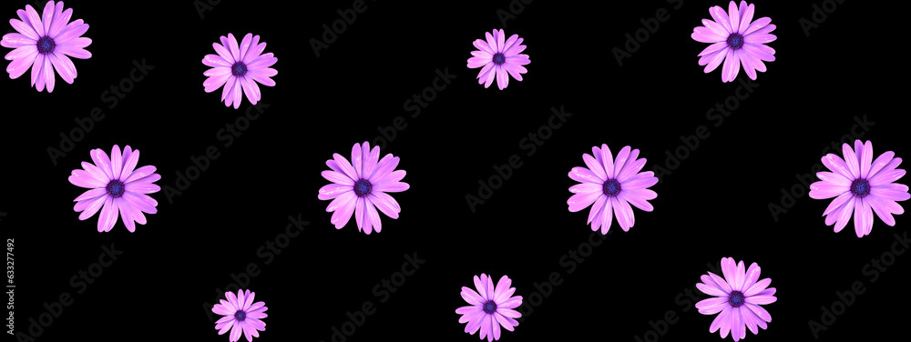 Floral pattern of pink African daisy flowers on black header design. Top view of flat lay daisies.