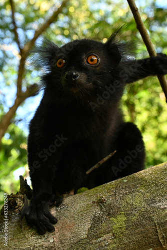 Black lemur - male, Madagascar nature photo