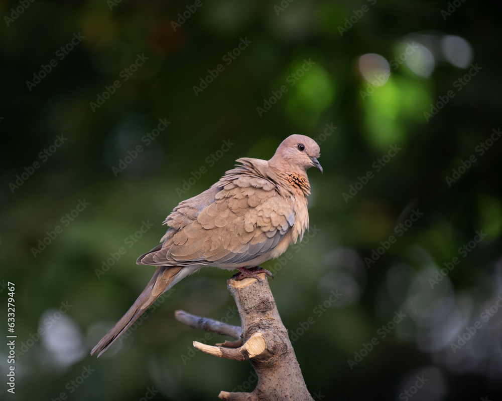 Laughing dove looks in camera while cleaning feathers on a branch. Bird in the wild on a blurred dark green background with bokeh. Photo of Spilopelia senegalensis Laughing dove looks in camera while cleaning feathers on a branch. Bird in the wild on a blurred dark green background with bokeh. Photo of Spilopelia senegalensis