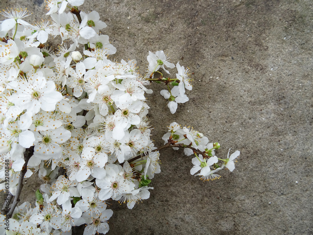 A branch with white flowers on the background close-up, a branch from a tree in spring with flowers
A branch with white flowers on the background close-up, a branch from a tree in spring with flowers