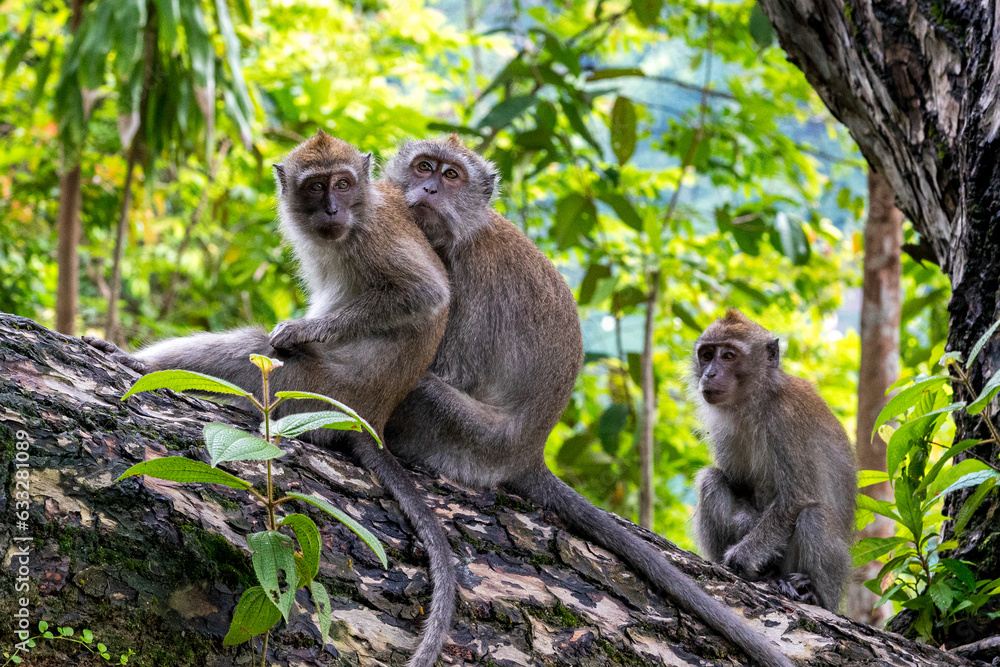 A family of long-tailed macaque monkeys playing in nature in Singapore.