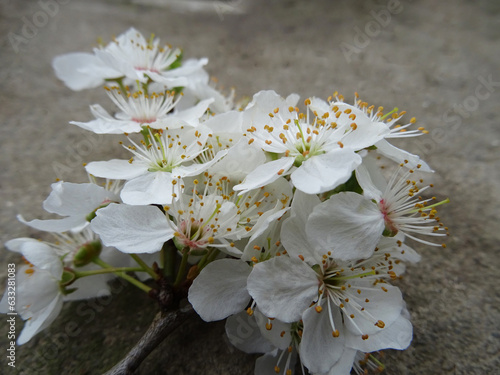 A branch with white flowers on the background close-up, a branch from a tree in spring with flowers