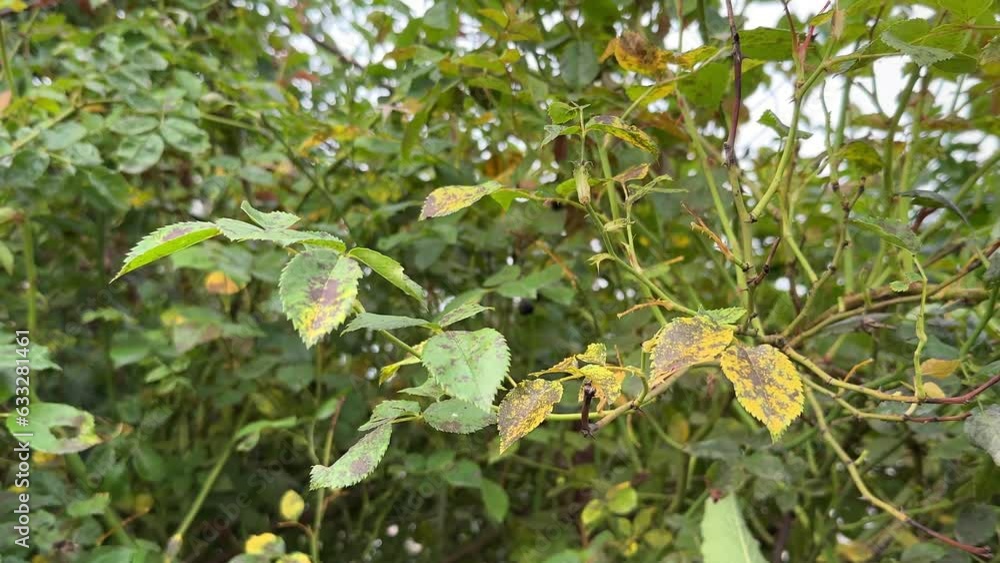 Black spots on rose shrub. Fungal disease Diplocarpon rosae, causes the
