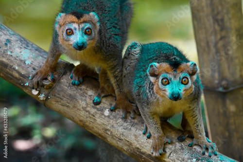 Crowned lemur  Eulemur Coronatus   endemic lemur from northern Madagascar