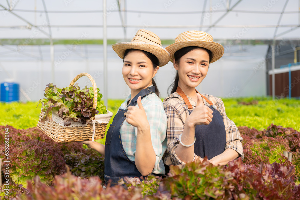 Two Asian women grow green oak lettuce in a greenhouse using an organic hydroponic system for their family business.