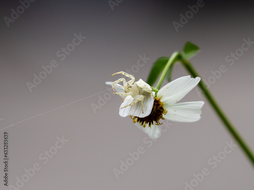 White Crab spider hunting for insects on daisy flower photo