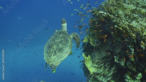 Slow motion, Sea Turtle fly along coral reef in blue water on suny day, Top view. Hawksbill Sea Turtle (Eretmochelys imbricata) swims above coral reef with colorful tropical fish swimming around it photo