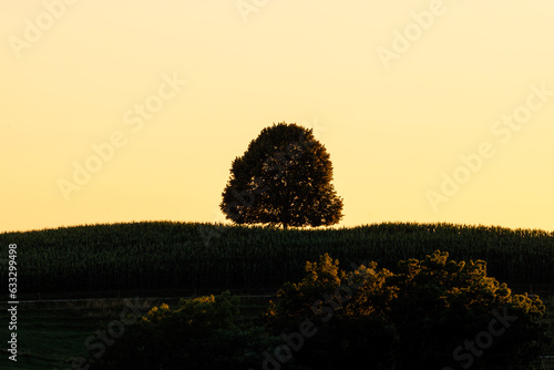 lonely tree on a hill in Emmental at sunset photo