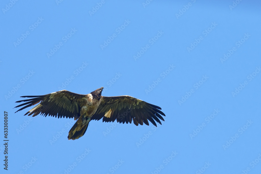 Fototapeta premium Gypaète barbu - Gypaetus barbatus - vautours 