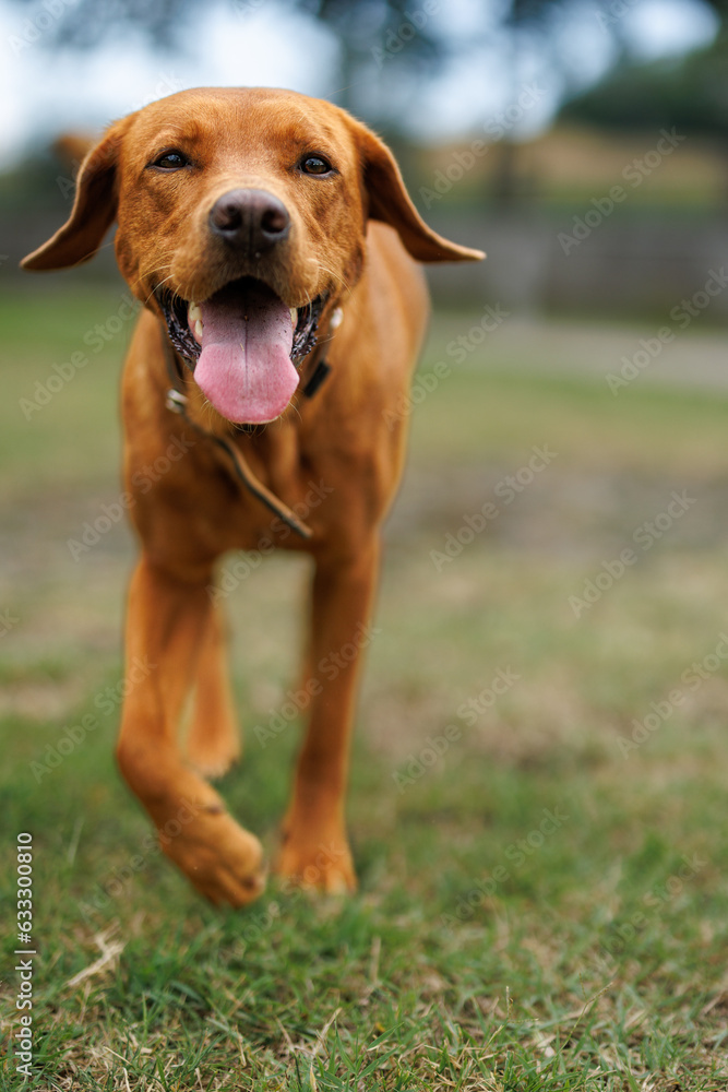 portrait of a brown labrador retriever dog in the garden in shallow depth of field in Piedmont