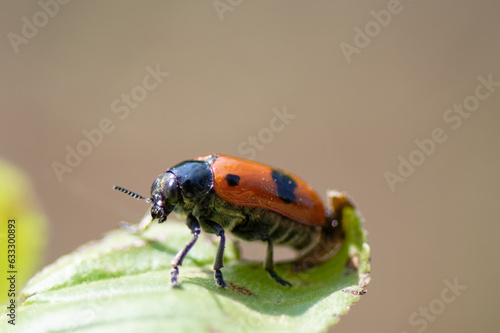 Foto Clytra laeviuscula - le clytre des saules - clytre à grandes tache