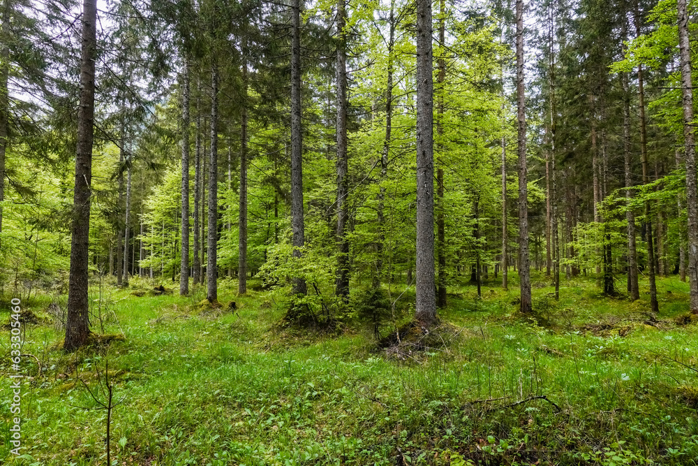 landscape with grass plants and trees during hiking in the spring