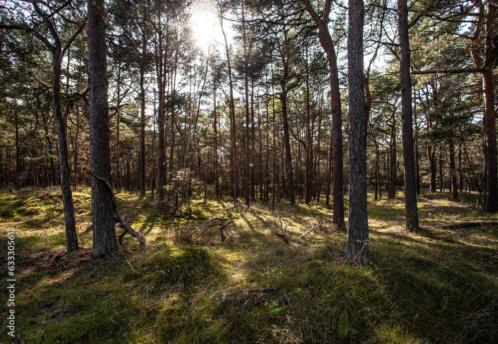 Fototapeta premium Pines