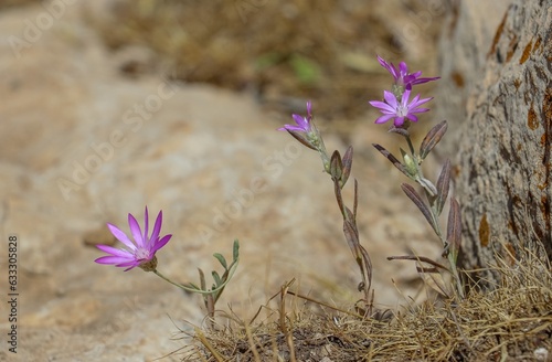 
Annual xeranthemum (Xeranthemum annuum) is a self-growing purple flowering plant on high mountain slopes. photo