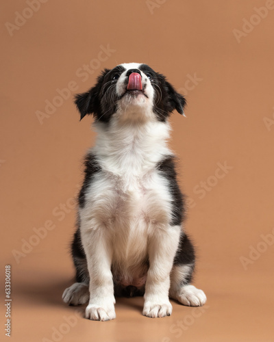 Little fluffy puppy looking up and licking. Border collie pup with tongue out on colorful background. High quality vertical photo