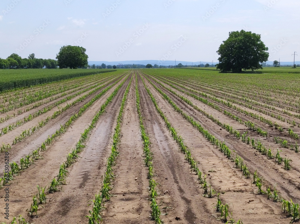 corn and wheat field damaged by the hail 