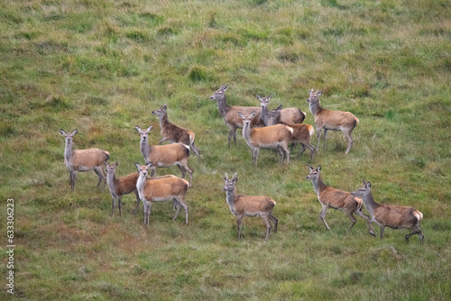 A herd of red deer hinds with one young stag, Ardnamurchan, Scotland, October photo