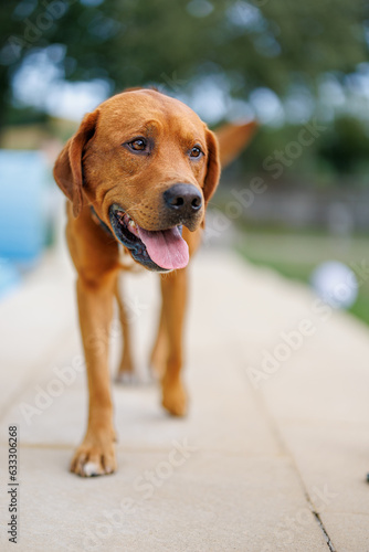 portrait of a brown labrador retriever dog in the garden in shallow depth of field in Piedmont