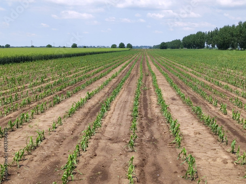 corn and wheat field damaged by the hail 