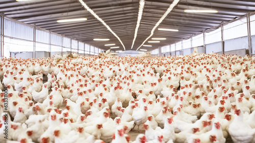 Indoors chicken farm, sustainability and chicken flock on farm for organic, poultry and livestock farming.
