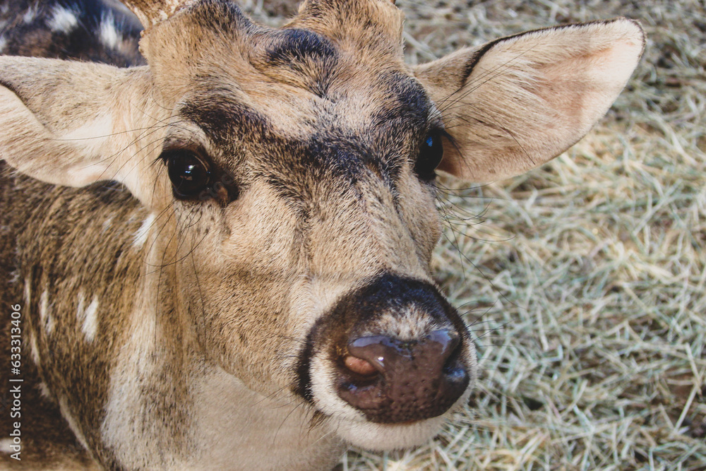 Close-up photo of a young deer with small light spots, large black eyes and wet nose. Dry hay lies in the background.
