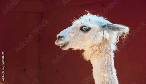 Fotografie White fluffy llama expressing displeasure and anger turned to the side shot close-up against the background of a contrasting red wall