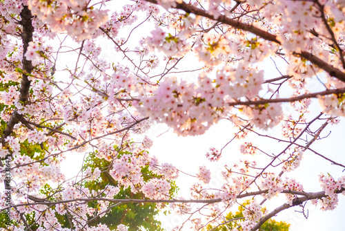 Japanese pink sakuraa blossom blooming flower on tree branch photo