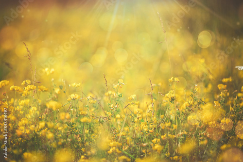 Natural floral background. Beautiful field of yellow wildflowers