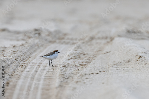 Red-capped plover on sand tracks on a beach. Another name is a red-capped dotterel. Scientic name Charadrius ruficapillus photo