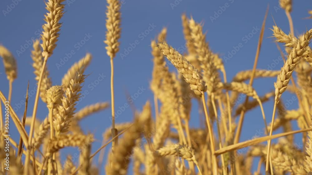 Agricultural wheat field with crop grains growing in fertility soil close up at blue sky background. Work in agronomic farm for making business and production organic eco bio food Agricultural wheat field with crop grains growing in fertility soil close up at blue sky background. Work in agronomic farm for making business and production organic eco bio food