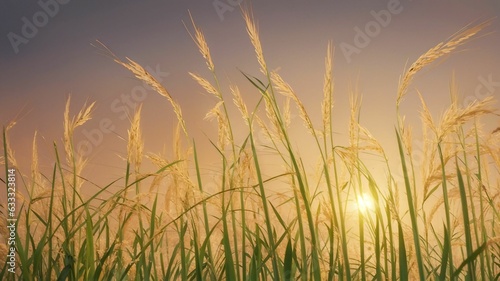 rice field in the sunset