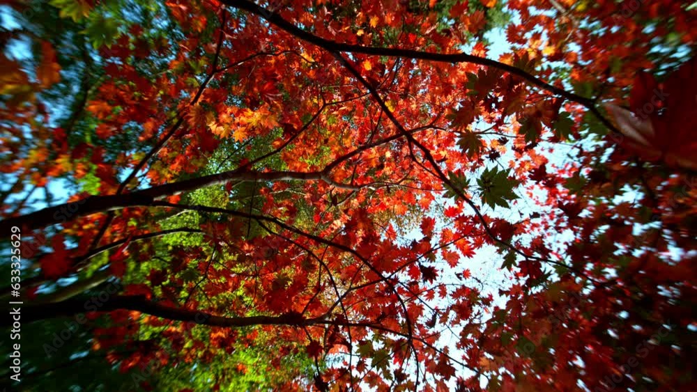 Super slow motion of falling autumn maple leaves against clear blue sky. Filmed on high speed cinema camera, 1000 fps. Super slow motion of falling autumn maple leaves against clear blue sky. Filmed on high speed cinema camera, 1000 fps.