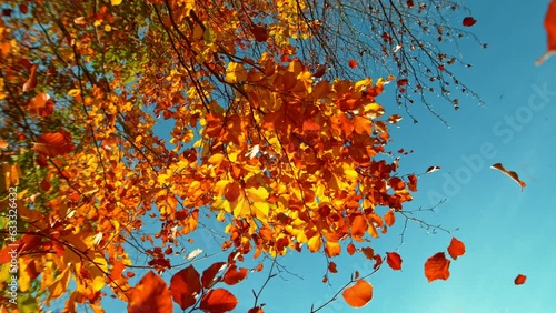 Super slow motion of falling autumn beech leaves against clear blue sky. Filmed on high speed cinema camera, 1000 fps. photo