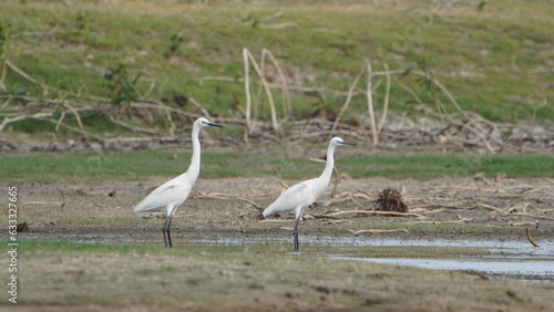 Tiruchirapalli,Tamilnadu, india-july 2023 two White Crane Bird on the lake waiting for fish