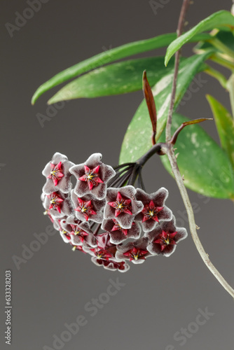 Hoya Pubicalyx Chimera Wax Plant Bloom Macro Shot