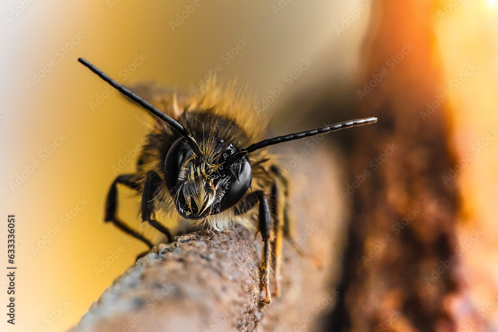 Closeup of a honey bee Closeup of a honey bee