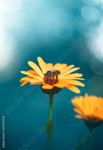 Close up of a bee on a yellow calendula flower. Teal blue contrasting background with soft focus, blurred elements and bokeh bubbles. Bright colorful subject against dark and moody background (ID: 633336238)