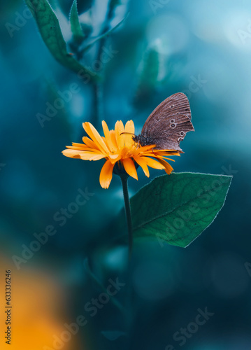 Close up of a butterfly on a yellow calendula flower. Teal blue contrasting background with soft focus, blurred elements and bokeh bubbles. Bright colorful subject against dark and moody background (ID: 633336246)