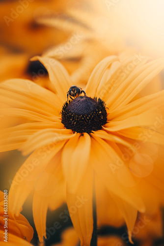 Close up of a bee on yellow rudbeckia flower. Soft focus, blurred elements and bokeh bubbles. Bright colorful subject against soft monotonic yellow background (ID: 633336280)