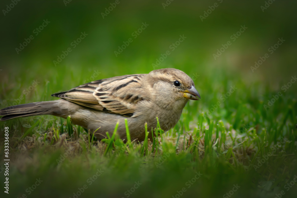 sparrow on a grass sparrow on a grass