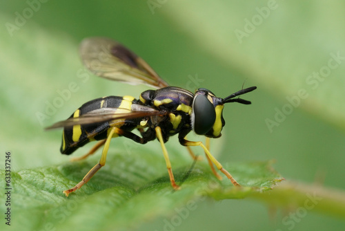 Closeup on a colorful Two-banded Spearhorn hoverfly, Chrysotoxum bicinctum sitting on a green leaf © Henk