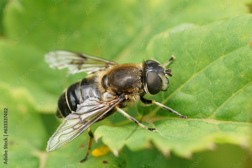 Closeup on a Spot-winged Drone Fly, Eristalis rupium sitting on a green leaf Closeup on a Spot-winged Drone Fly, Eristalis rupium sitting on a green leaf
