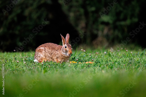 Old world rabbit (Oryctolagus cuniculus) in grass in Piemont © schame87