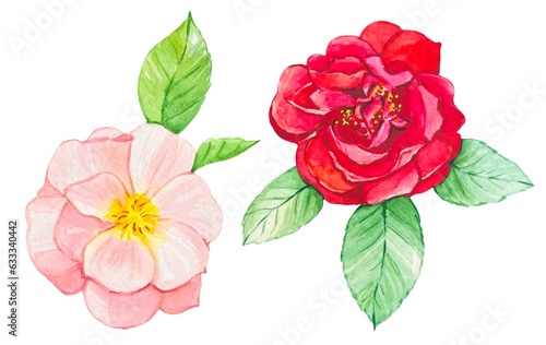 Pink and red rose isolated on white background, watercolor botanical illustration