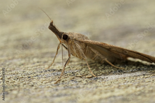 Closeup on the brown snout moth, Hypena proboscidalis sitting on wood © Henk