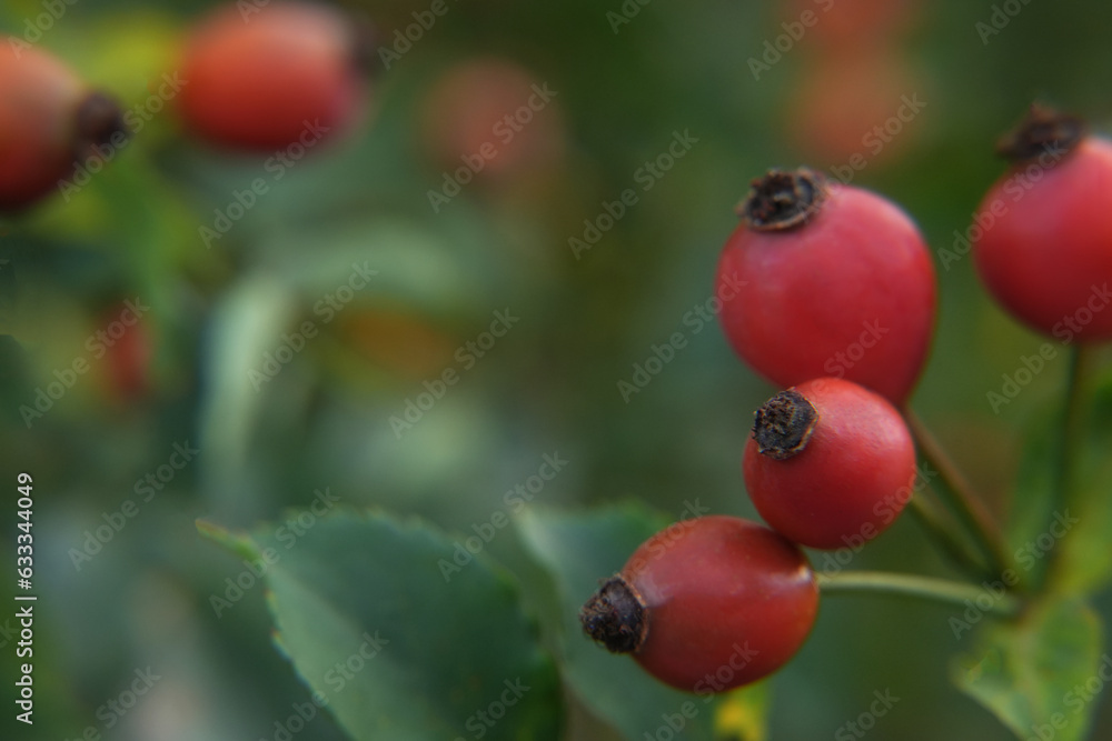 Branches of ripe rose hips in summer. Side view, place for text copy space. Branches of ripe rose hips in summer. Side view, place for text copy space.